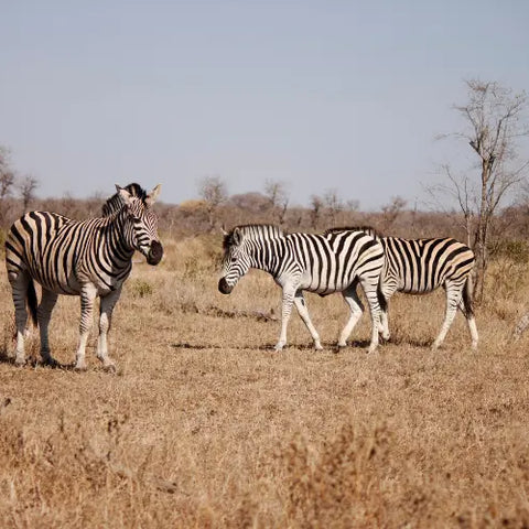 Safari-Expeditions Embark Travel Store